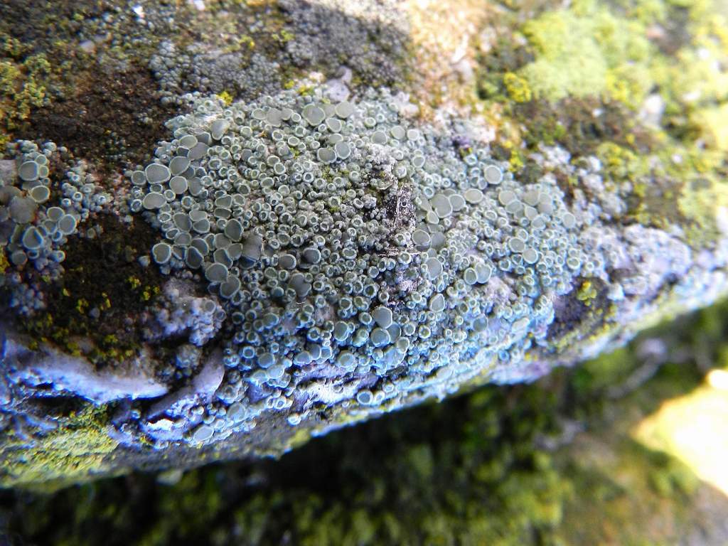 Lecanora sp. ? da identificare